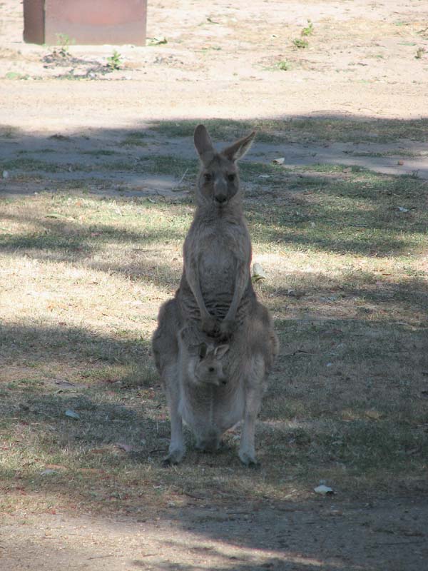 Kangaroo with Joey